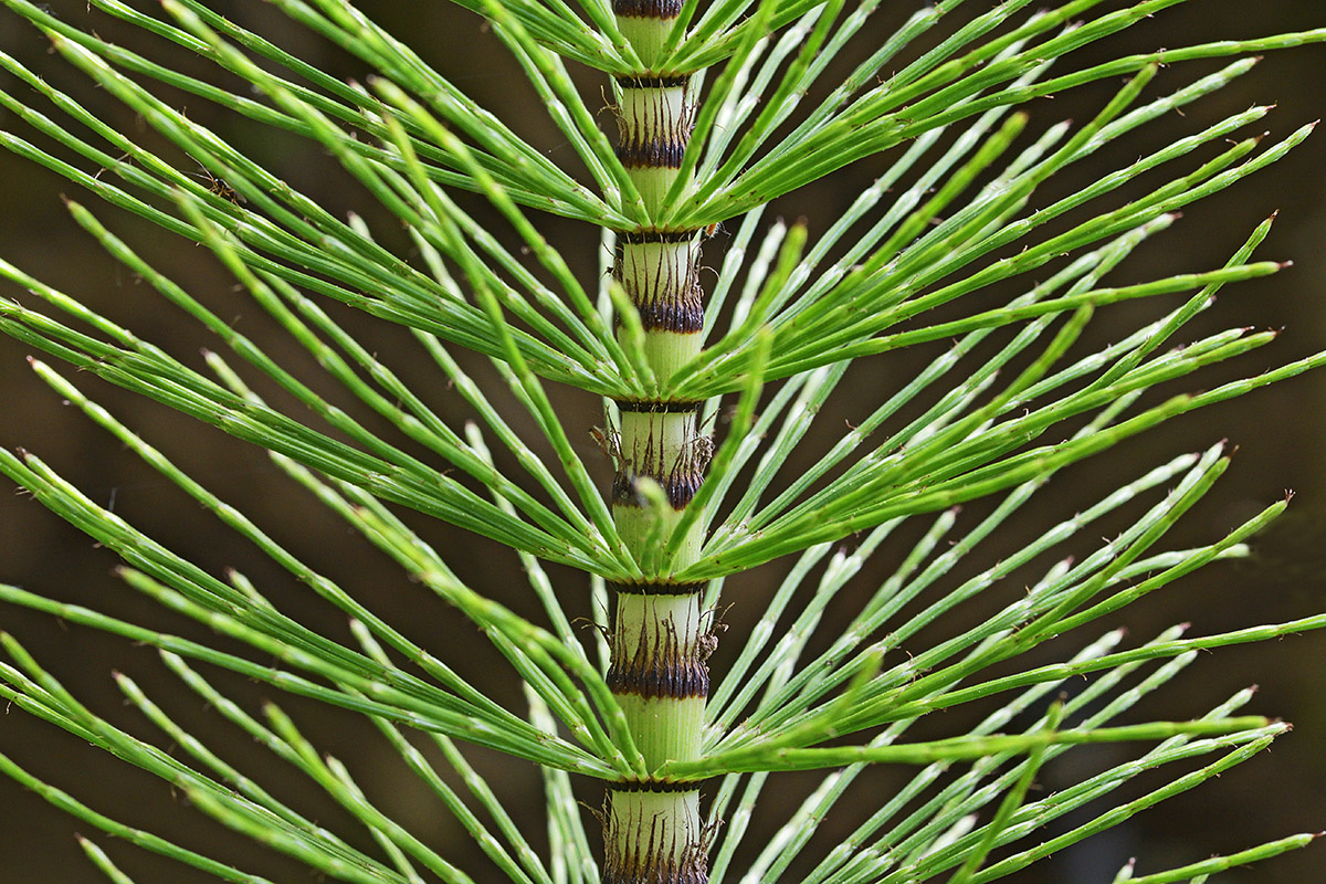 Common Horsetail (Equisetum arvense) (1)