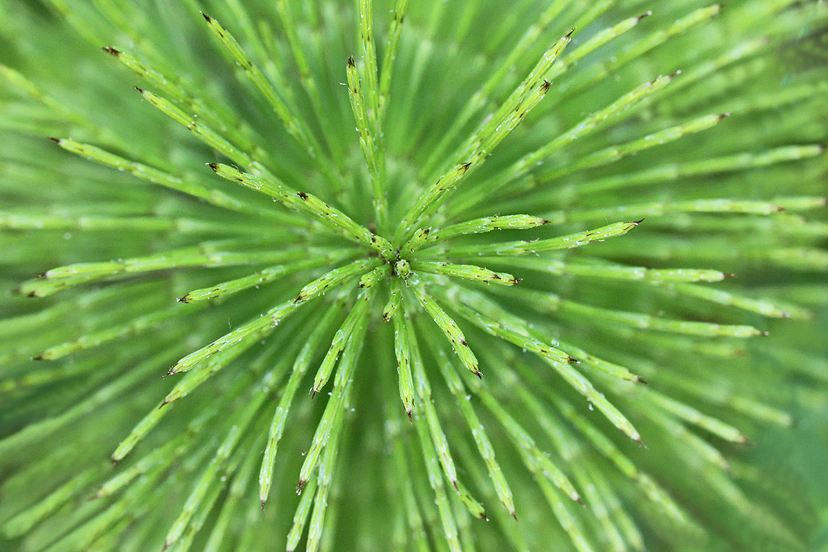 Common Horsetail (Equisetum arvense) (2)