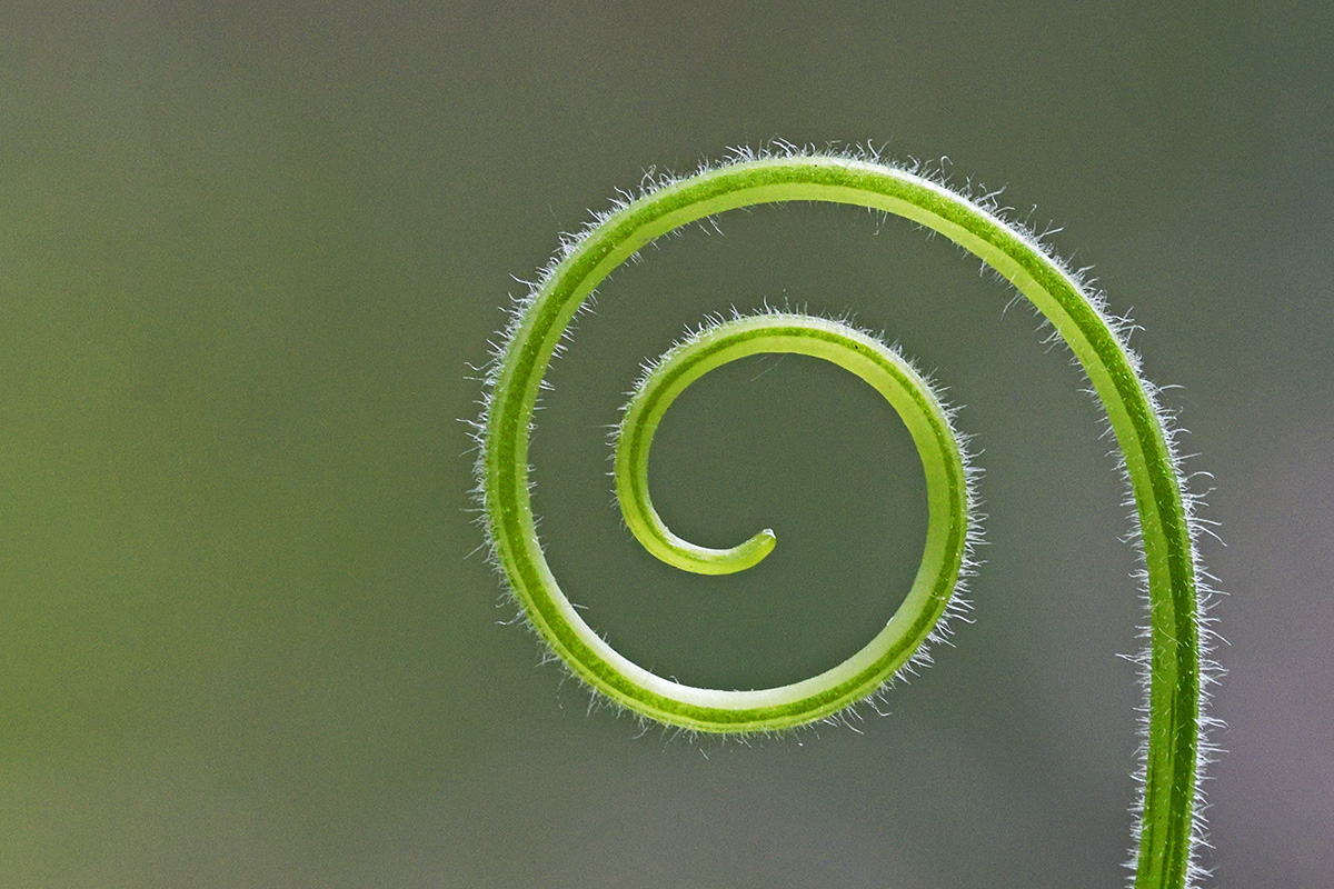 Cucumber Tendril (Cucumis sativus) (1)