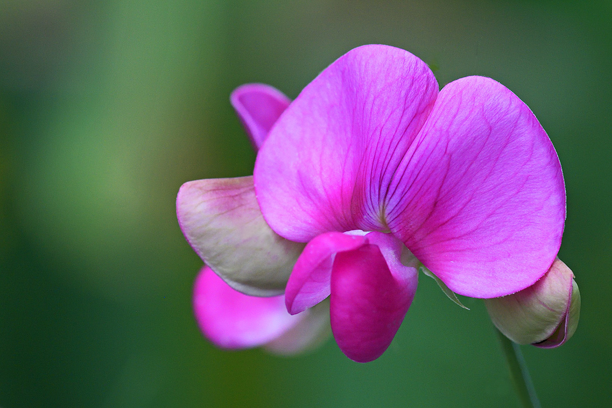 Flat Pea (Lathyrus sylvestris) (1)