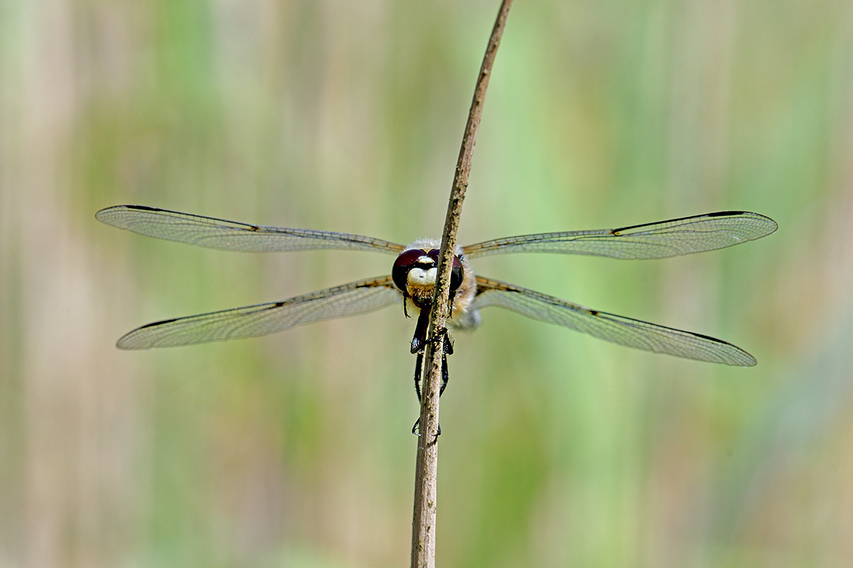 Four-Spotted Chaser (Libellula quadrimaculata) (1)