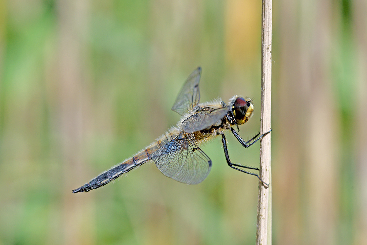 Four-Spotted Chaser (Libellula quadrimaculata) (2)