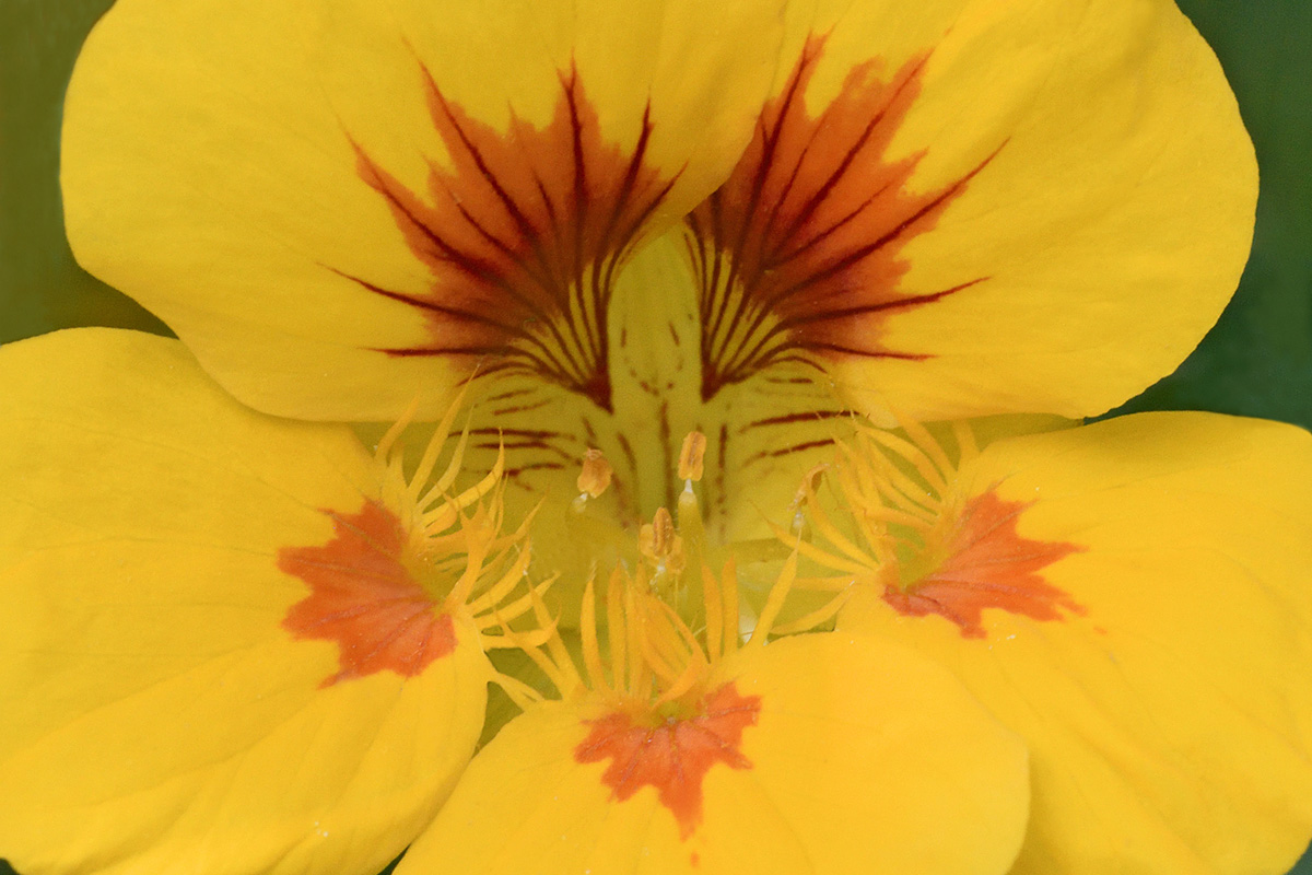 Garden Nasturtium (Tropaeolum majus) (2)