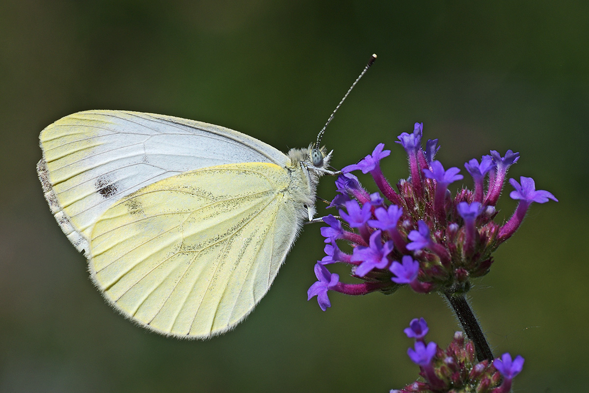 Large White (Pieris brassicae) (1)