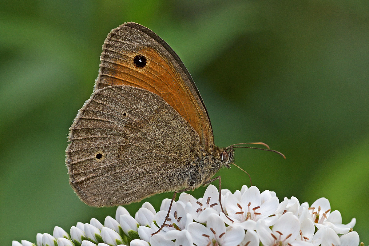 Meadow Brown (Maniola jurtina) (1)