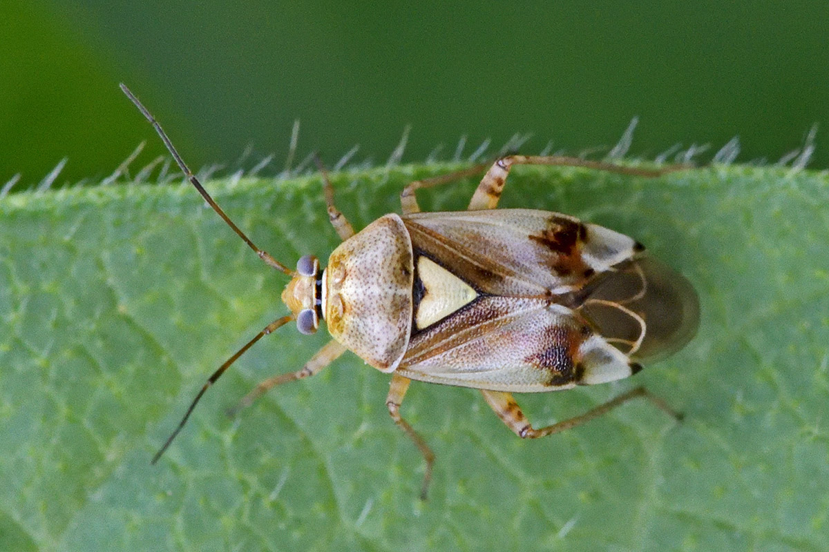 Common Meadow Bug (Lygus pratensis) (1)