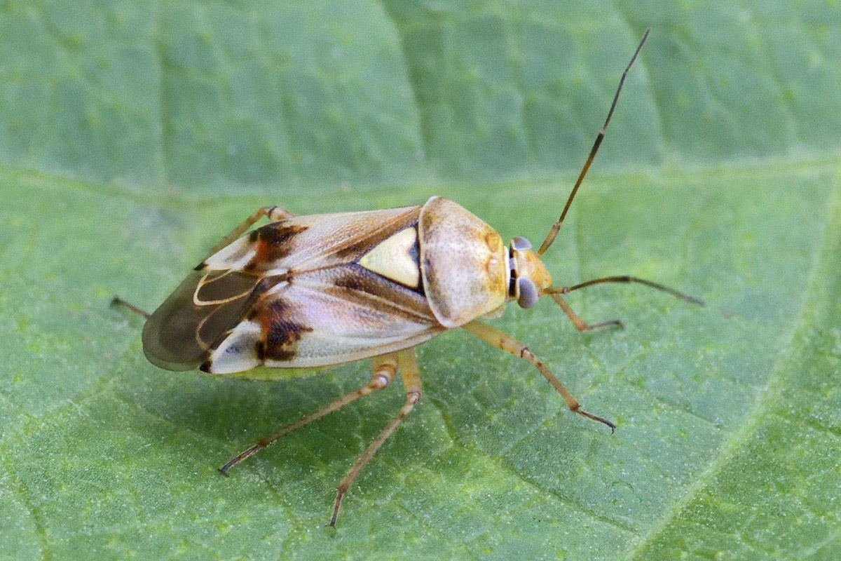 Common Meadow Bug (Lygus pratensis) (2)