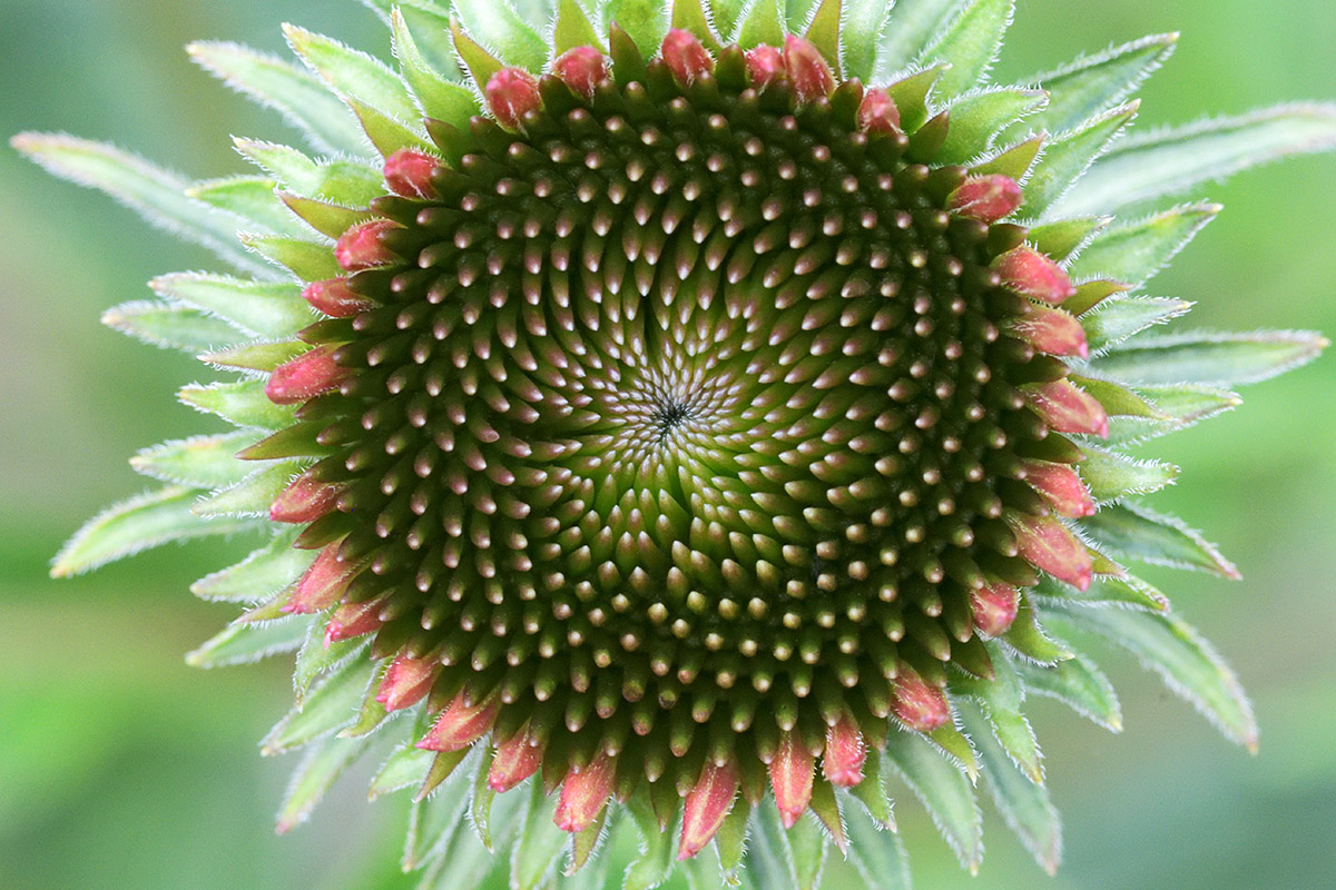 Orange-Red Coneflower (Echinacea Sombrero Salsa Red) (2)