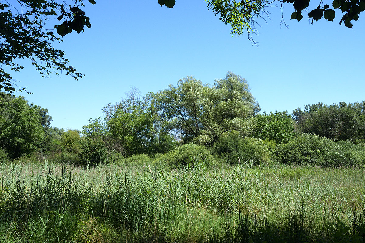 Photo Walk through the Petite Camargue Alsacienne (2)