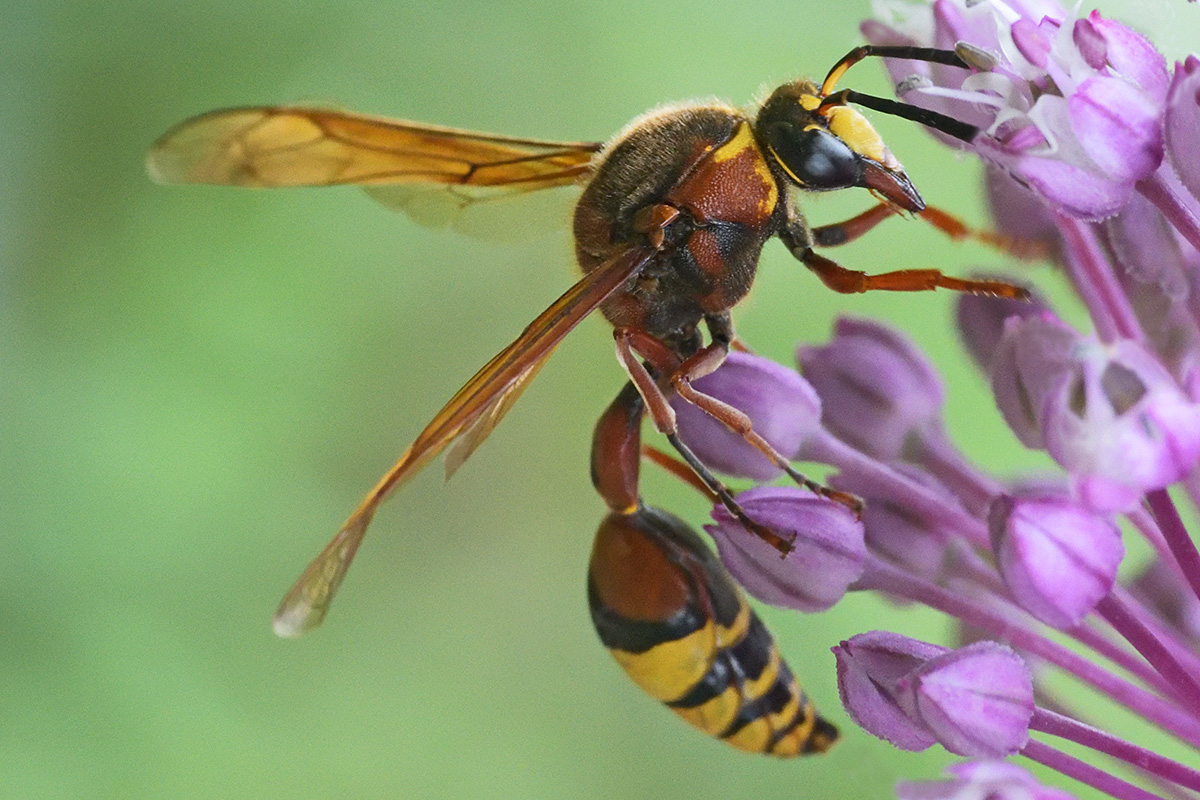 Great Potter Wasp (Delta unguiculatum) (1)