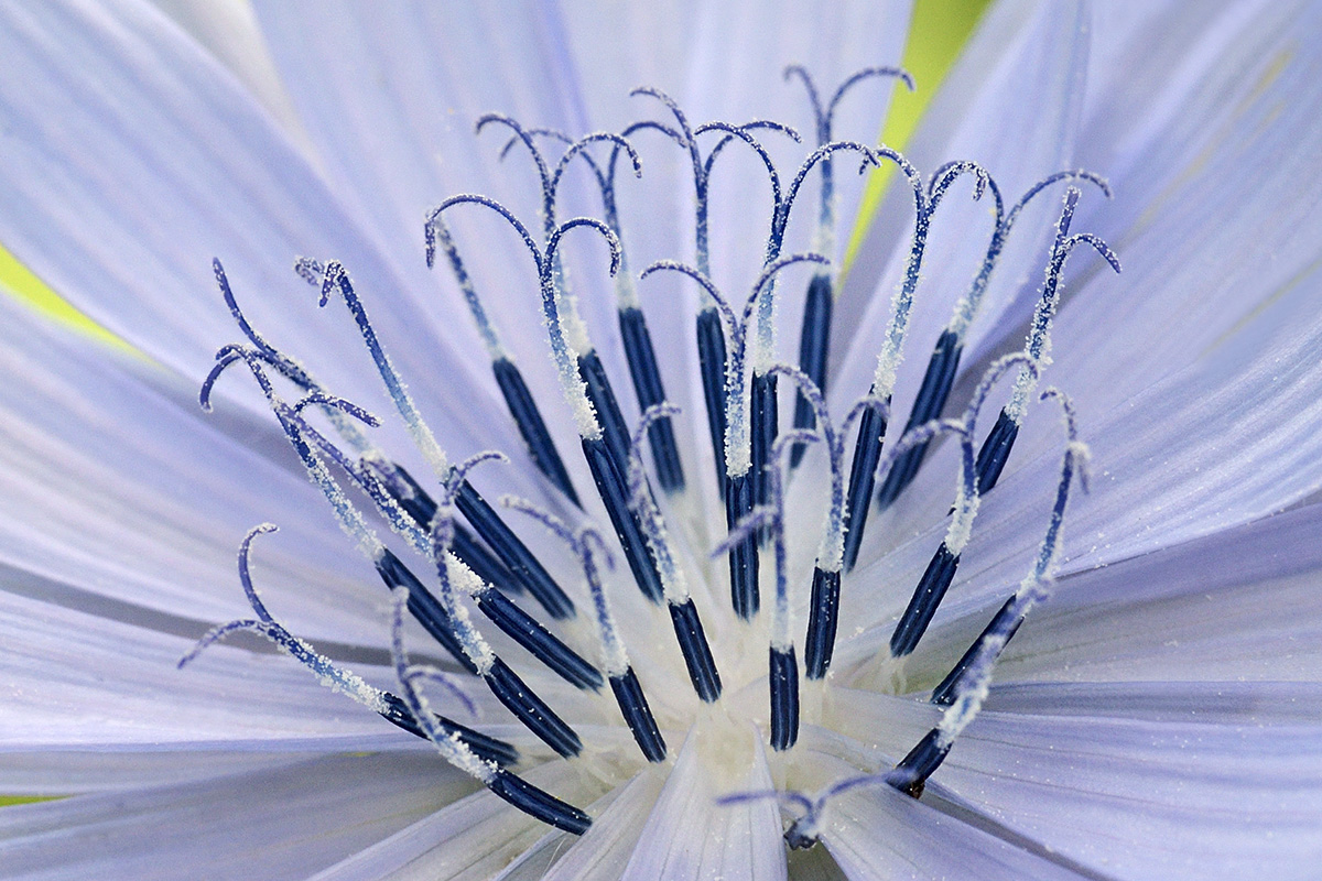 Radicchio Blossom (Cichorium intybus var. foliosum) (2)