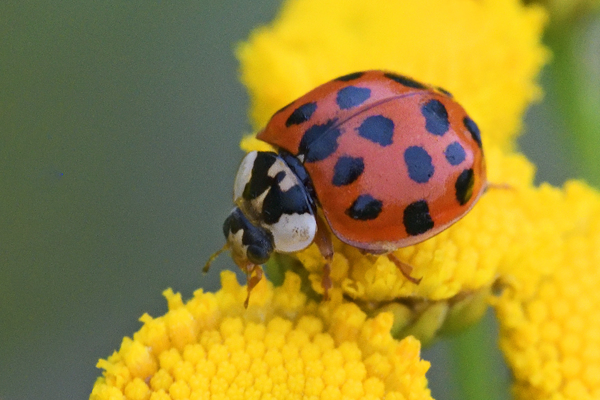 Asian Lady Beetle (Harmonia axyridis) (1)