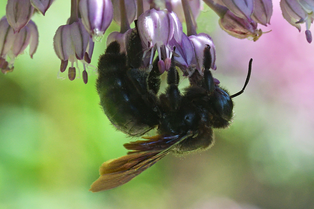 Violet Carpenter Bee (Xylocopa violacea) (1)