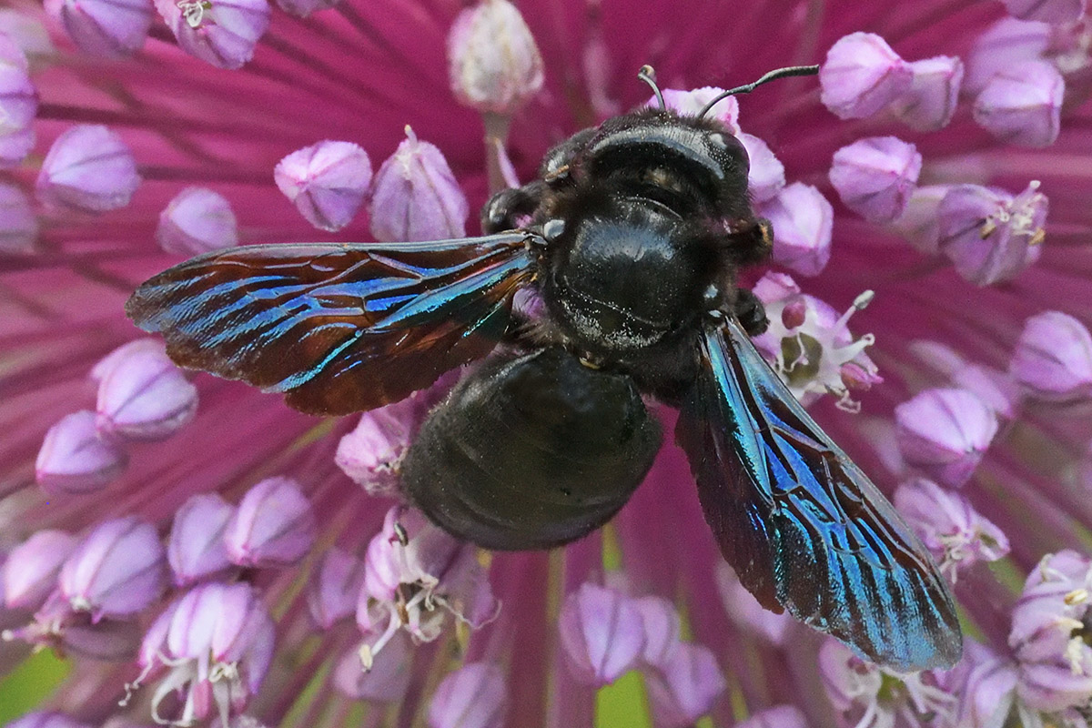 Violet Carpenter Bee (Xylocopa violacea) (2)