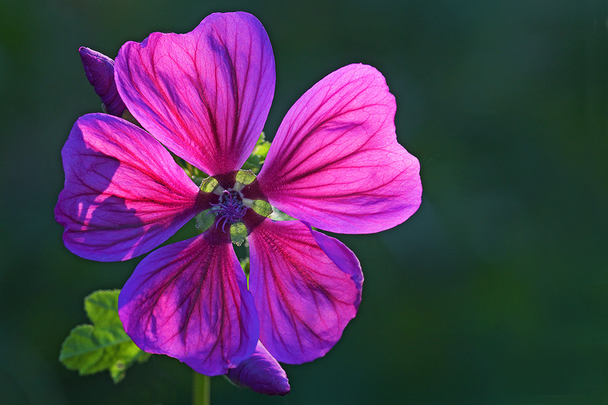 Common Mallow (Malva sylvestris) (1)