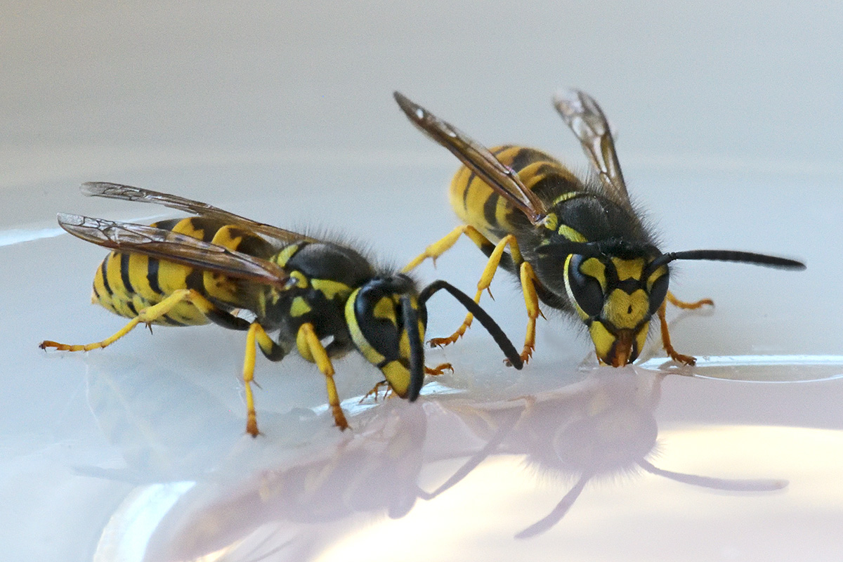 Common Wasp (Vespula vulgaris) (1)