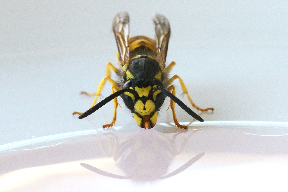 Common Wasp (Vespula vulgaris) (2)