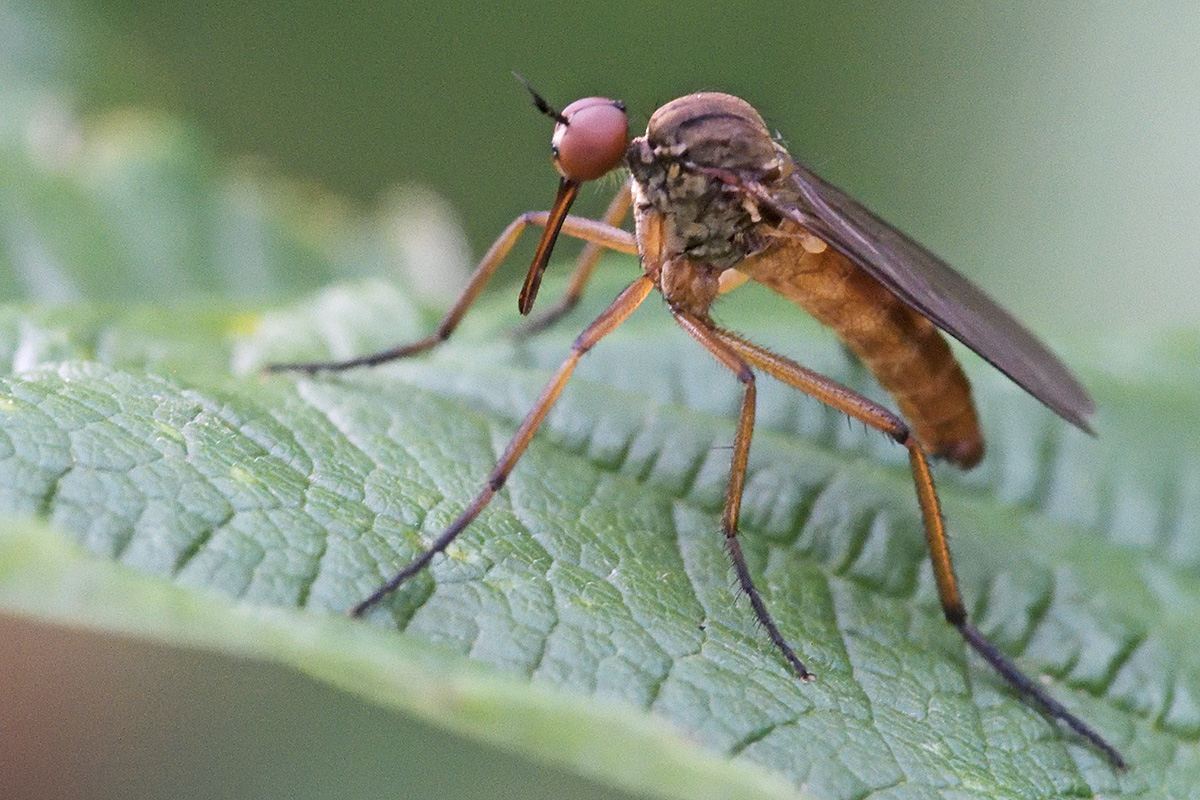 Dance Fly (Empis livida) (1)