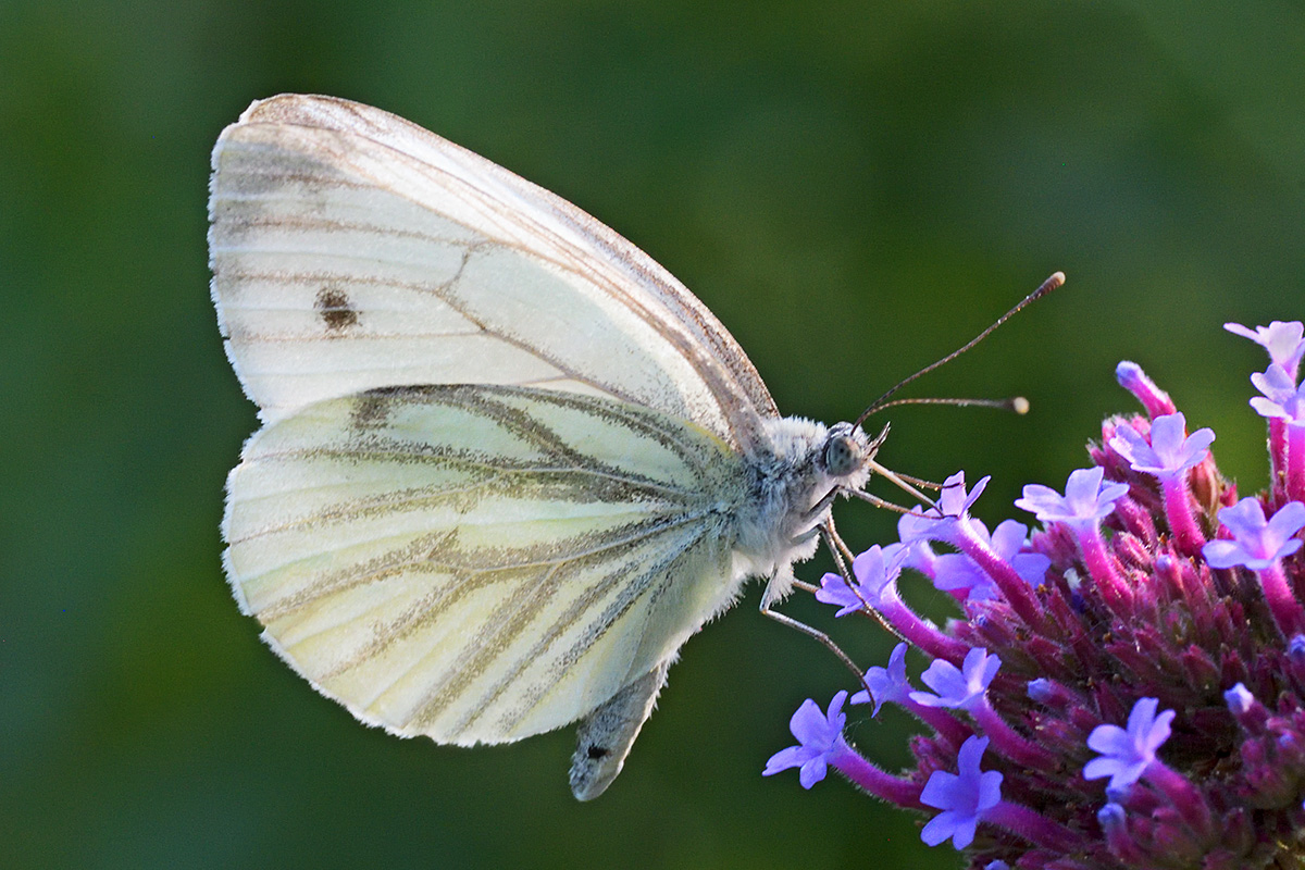 Green-Veined White (Pieris napi) (1)