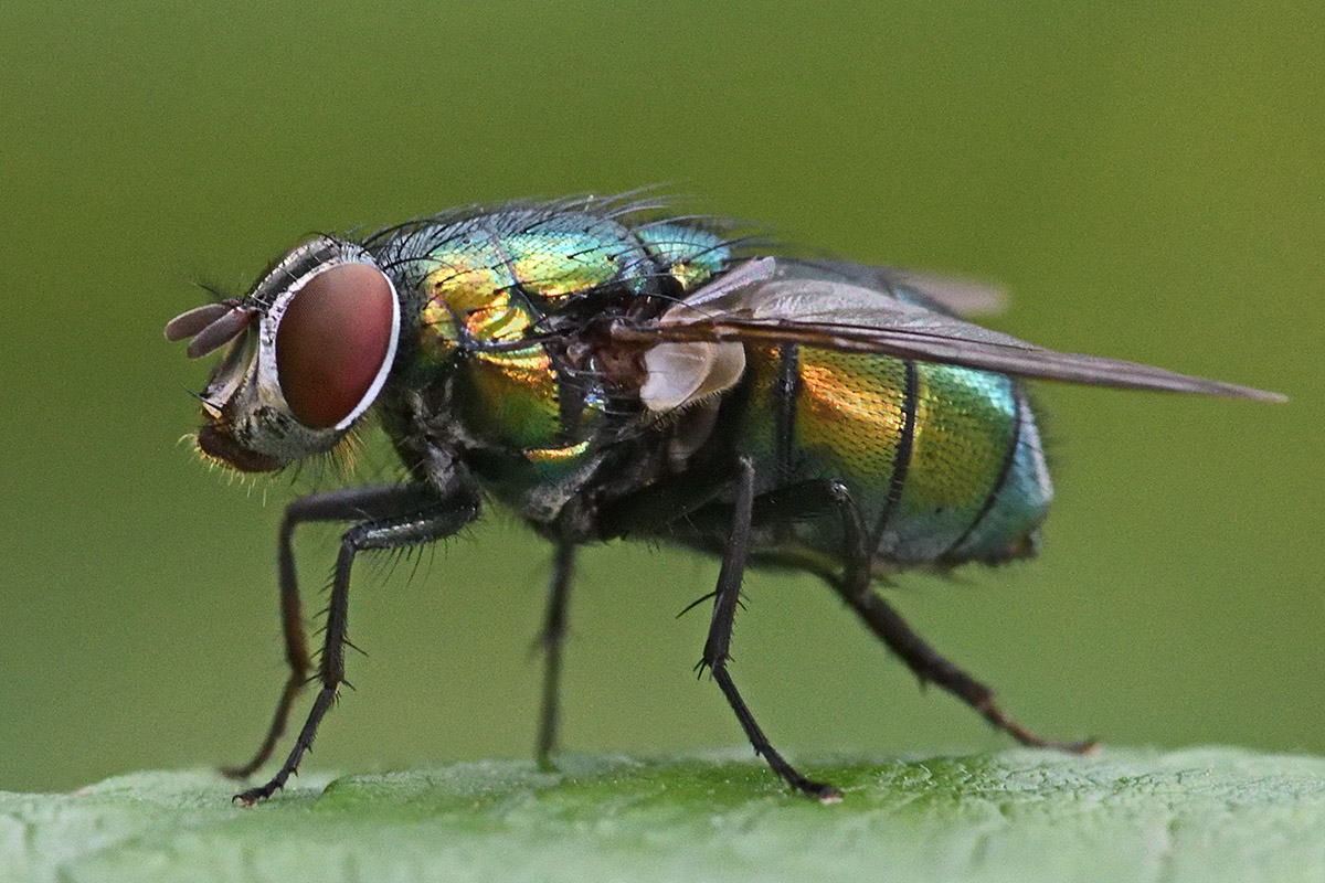 Greenbottle Fly (Lucilia sericata) (2)