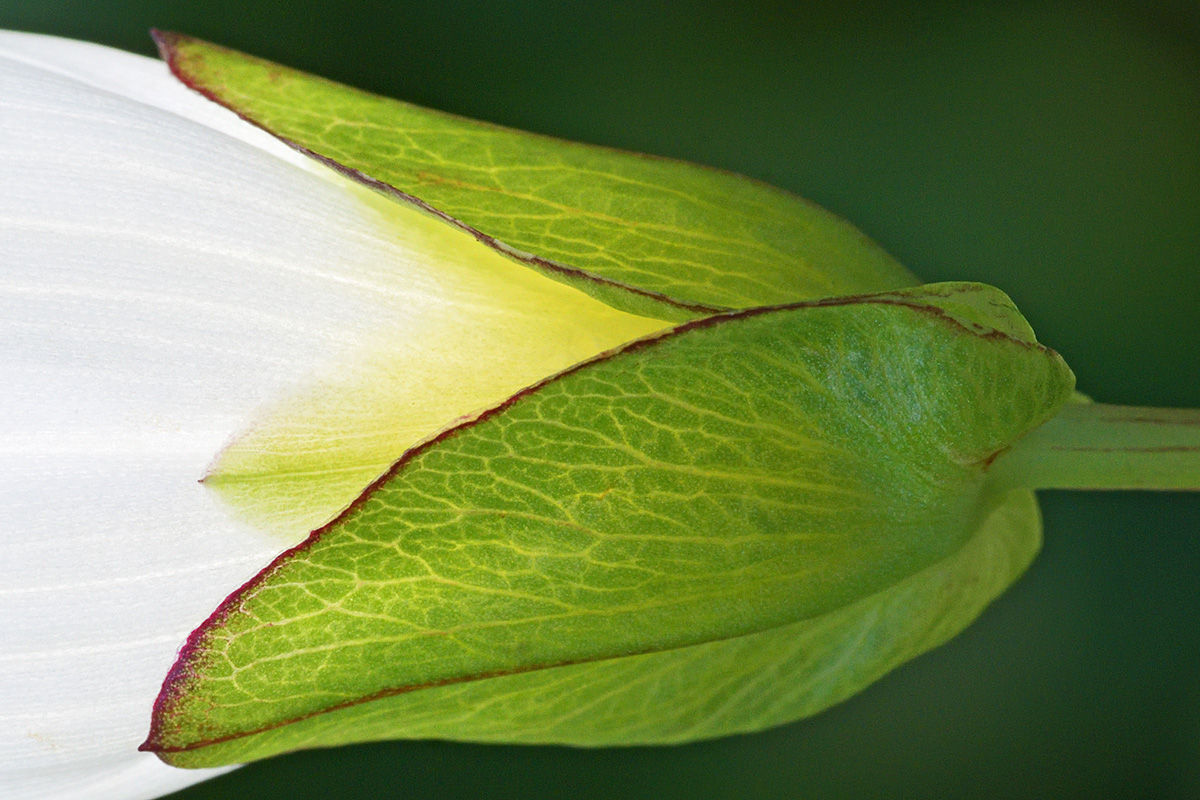 Hedge Bindweed (Calystegia sepium) (1)