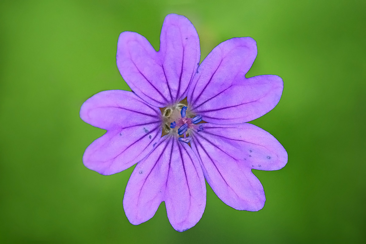 Hedgerow Cranesbill (Geranium pyrenaicum) (1)