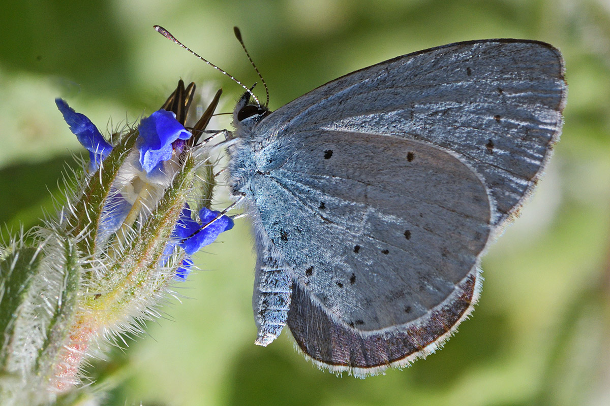 Holly Blue (Celastrina argiolus) (1)