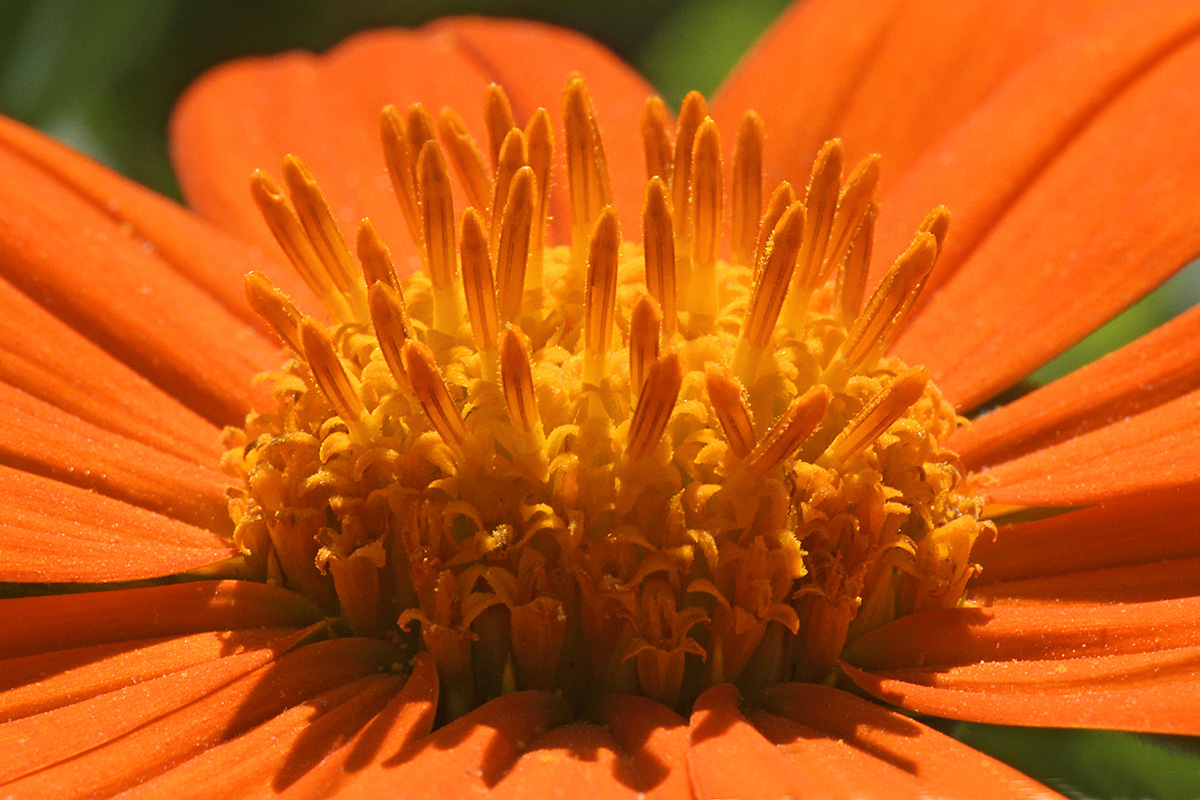 Mexican Sunflower (Tithonia rotundifolia) (1)