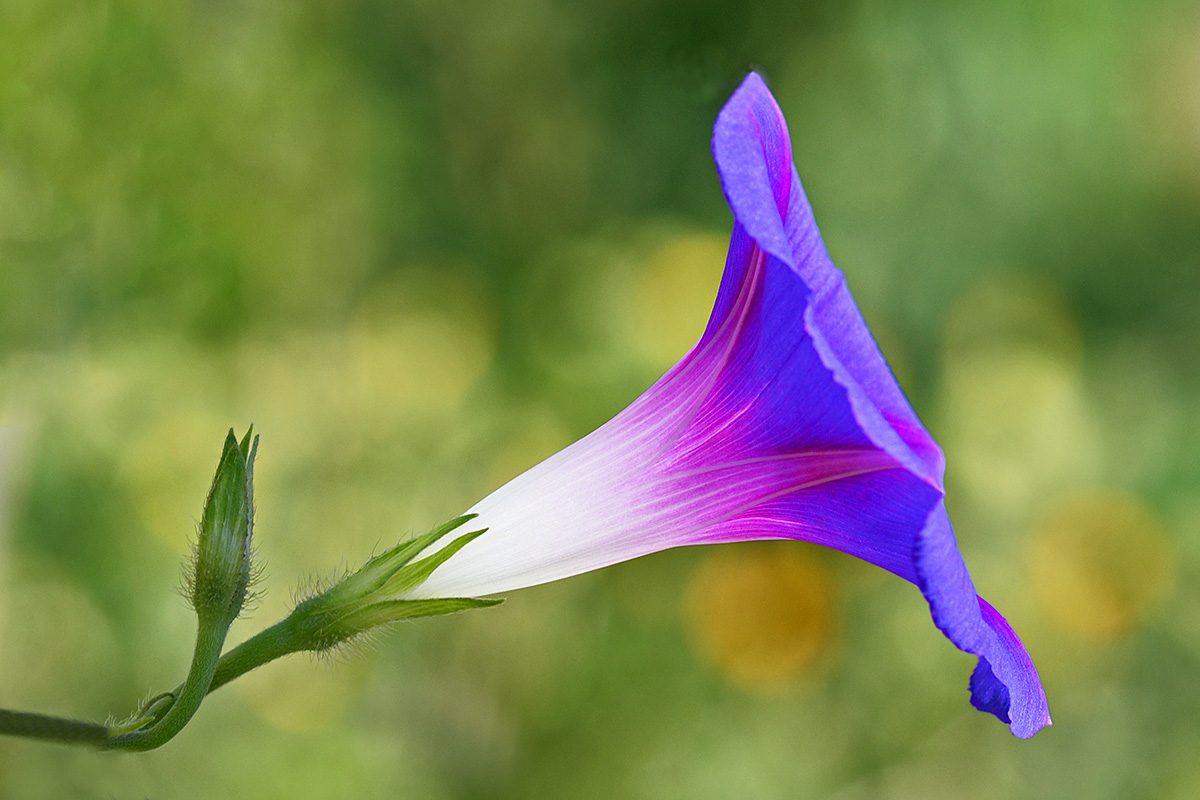 Morning Glory (Ipomoea purpurea ‘Star of Yelta’) (1)