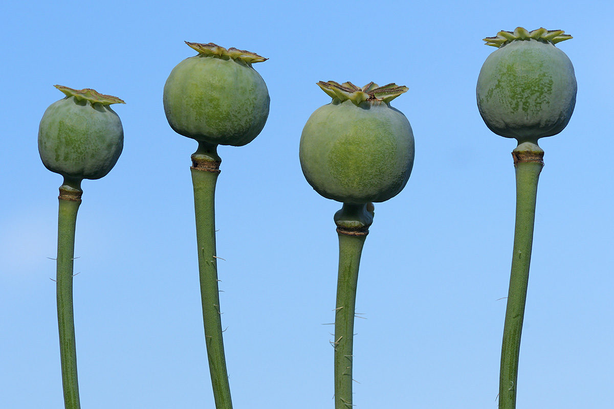 Poppy ‘Violet’ (Papaver somniferum) (2)