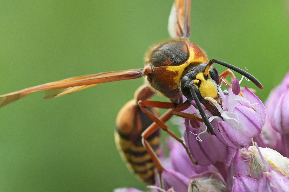 Great Potter Wasp (Delta unguiculatum) (2)