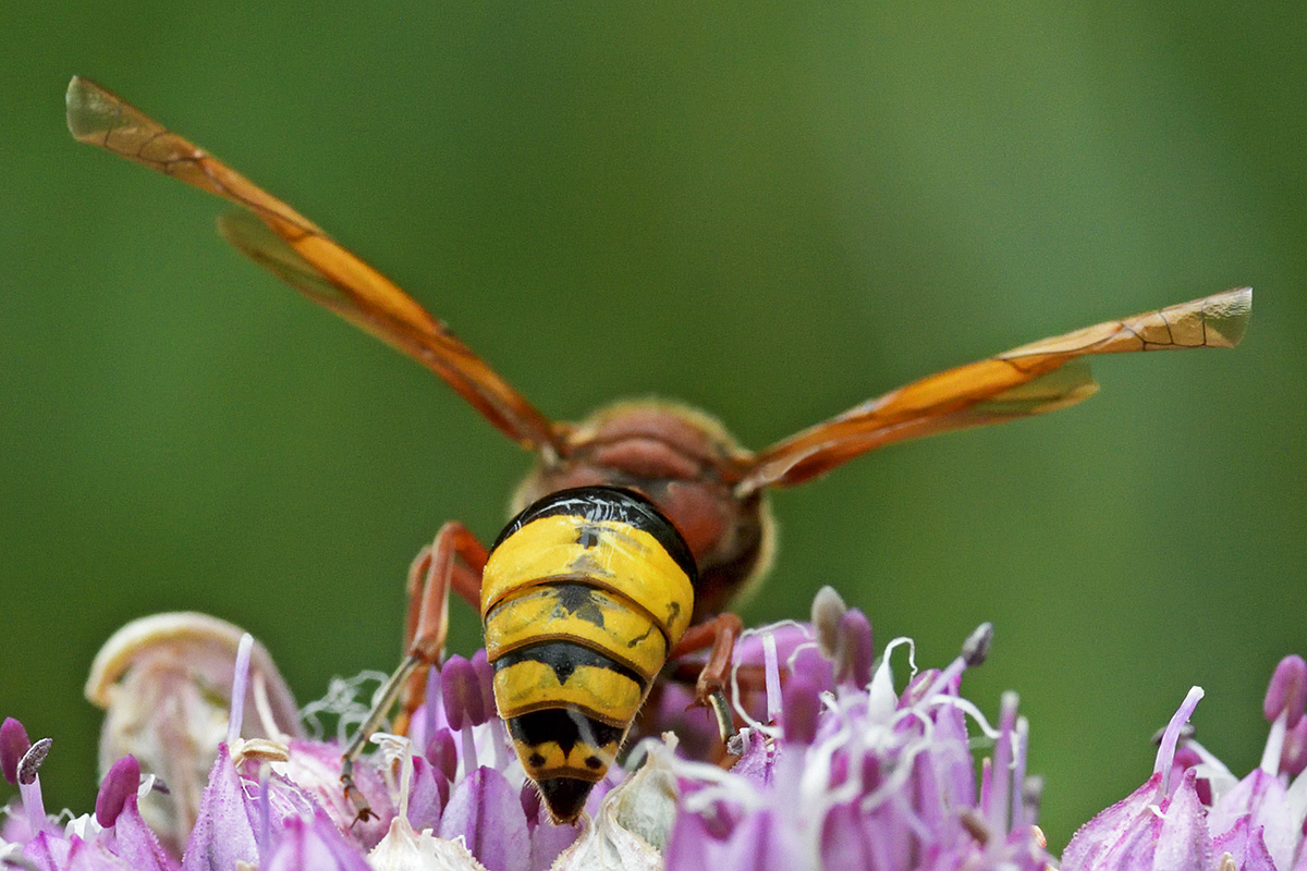 Great Potter Wasp (Delta unguiculatum) (3)