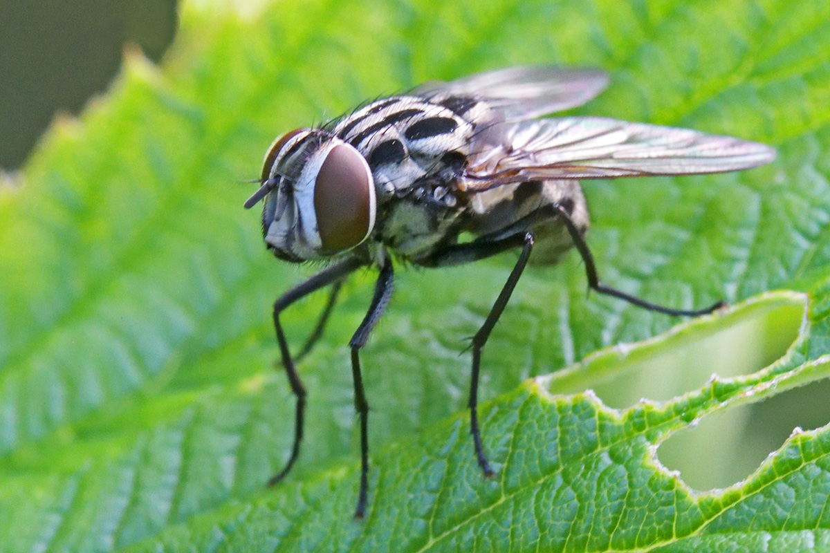 Spotted Housefly (Graphomya maculata) (1)