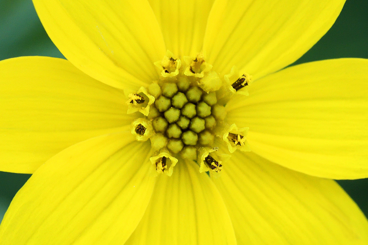 Whorled Tickseed (Coreopsis verticillata) (1)