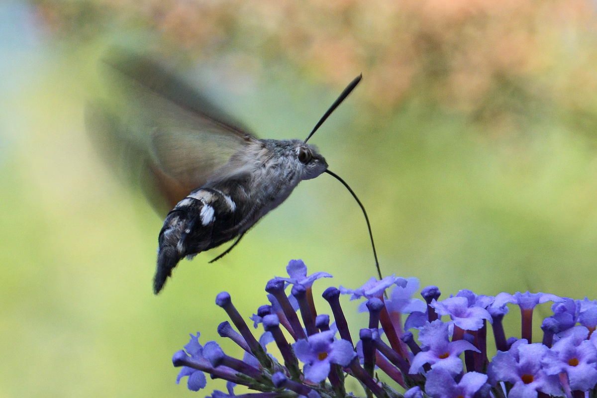 Hummingbird Hawk-Moth (Macroglossum stellatarum) (2)