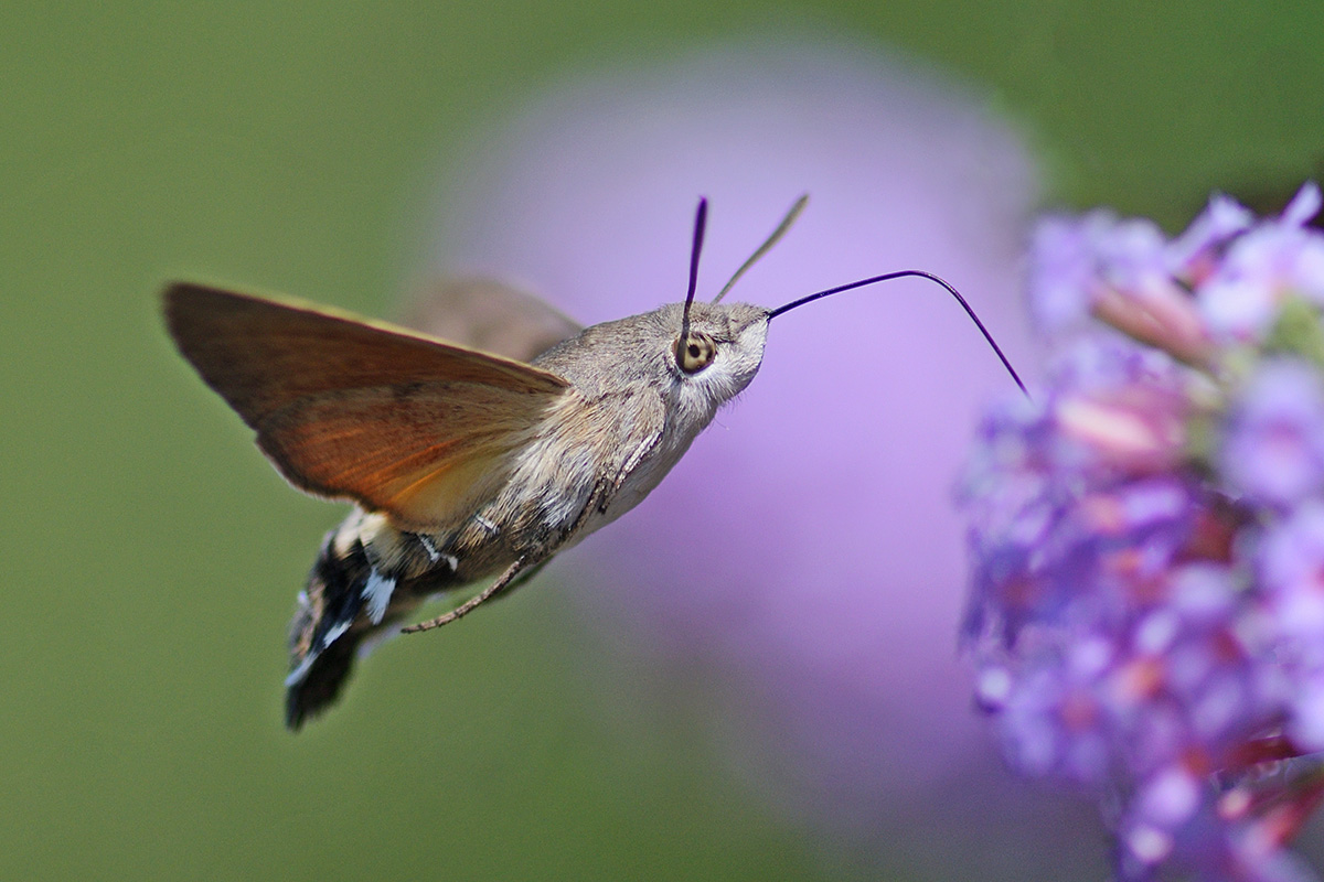 Hummingbird Hawk-Moth (Macroglossum stellatarum) (3) - Photos of nature ...