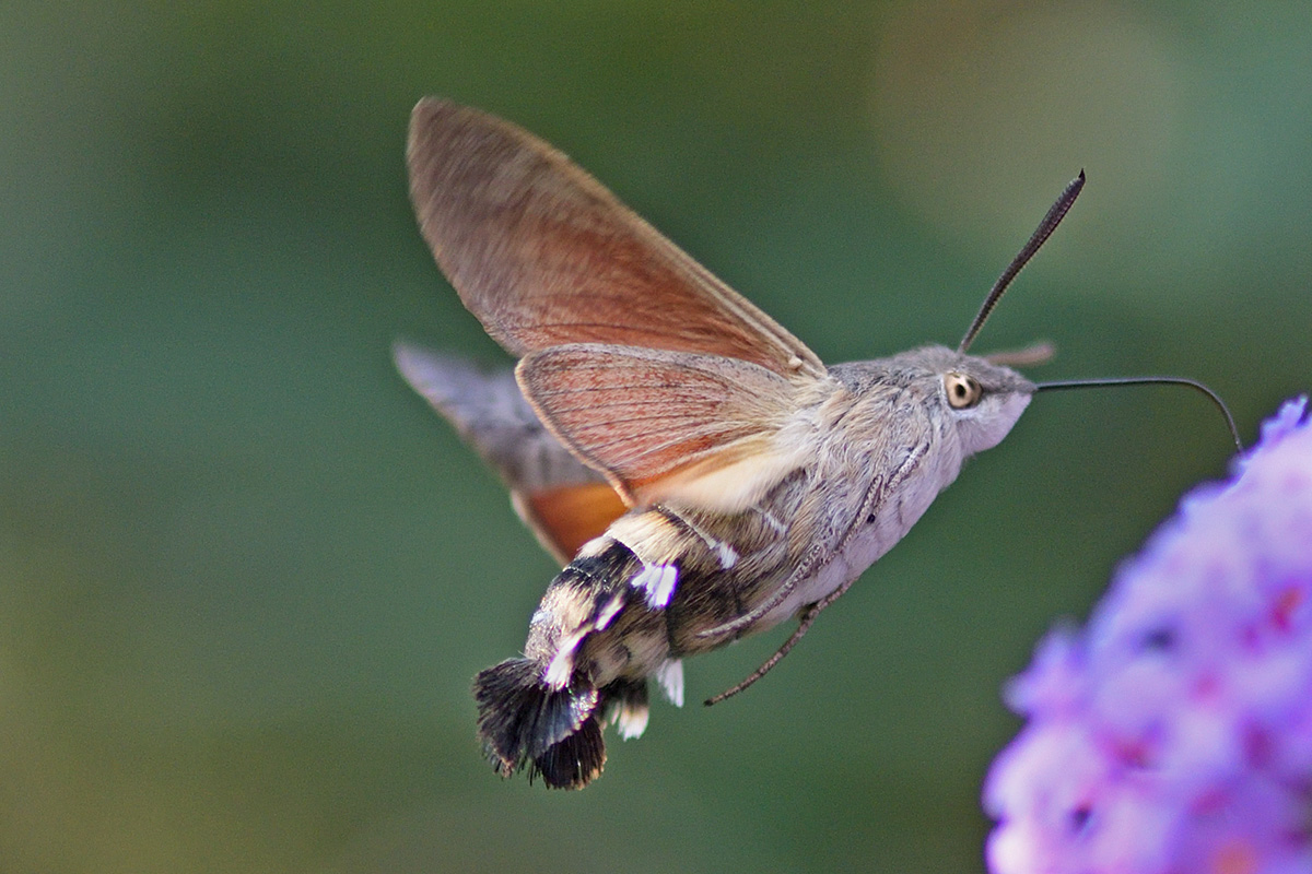 Hummingbird Hawk-Moth (Macroglossum stellatarum) (4)