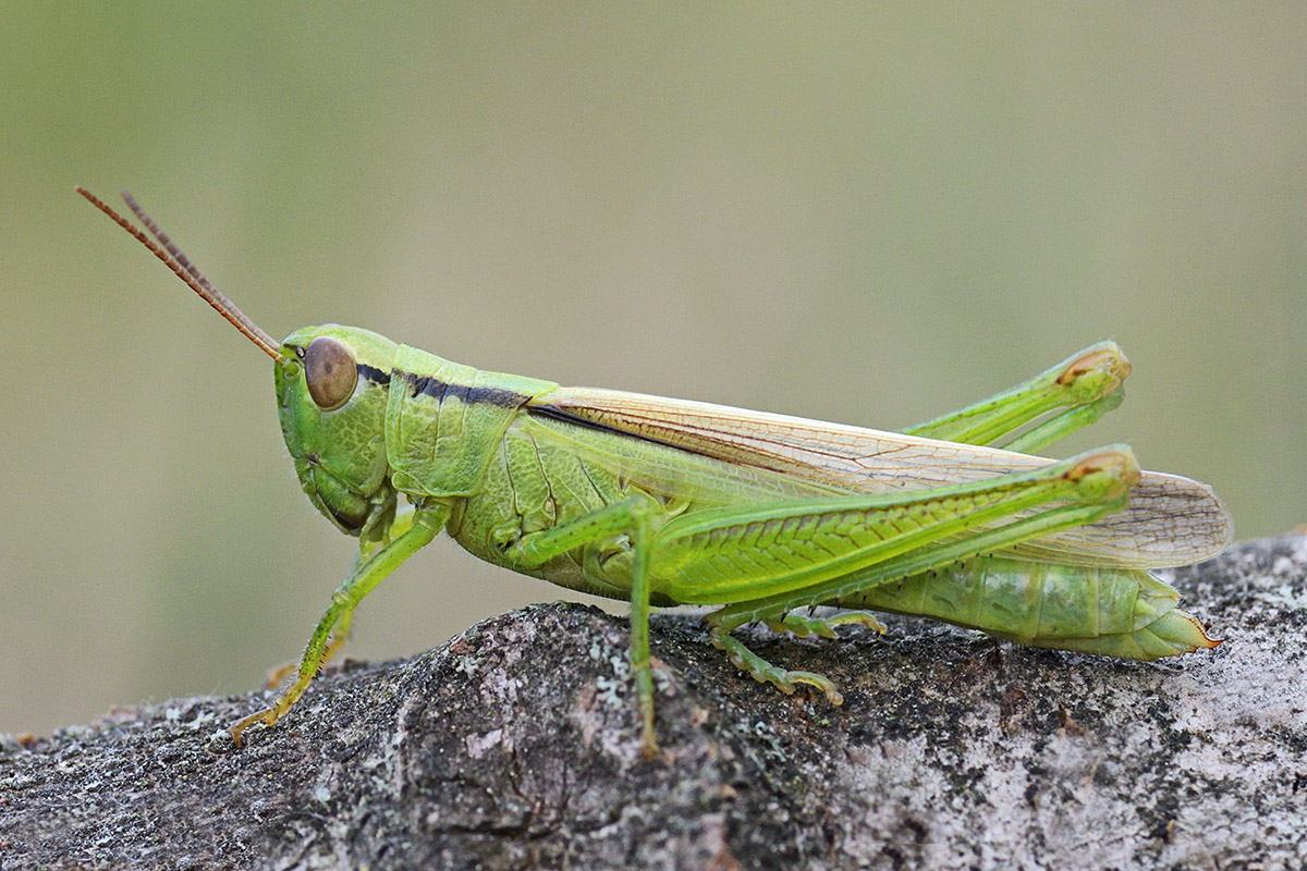 Leek Grasshopper (Mecostethus parapleurus) (3)