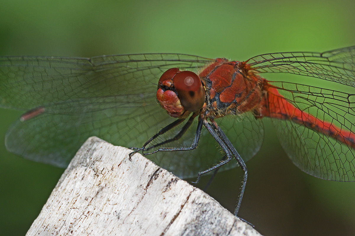 Ruddy Darter (Sympetrum sanguineum) (1)