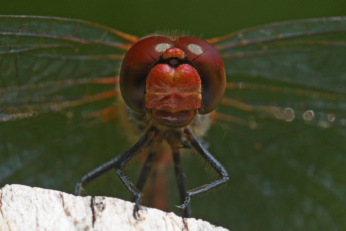 Ruddy Darter (Sympetrum sanguineum) (2)