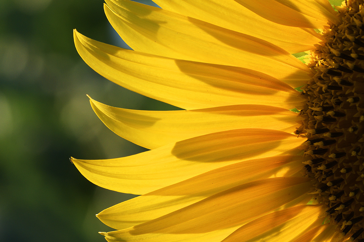 Sunflower (Helianthus annuus) (8)