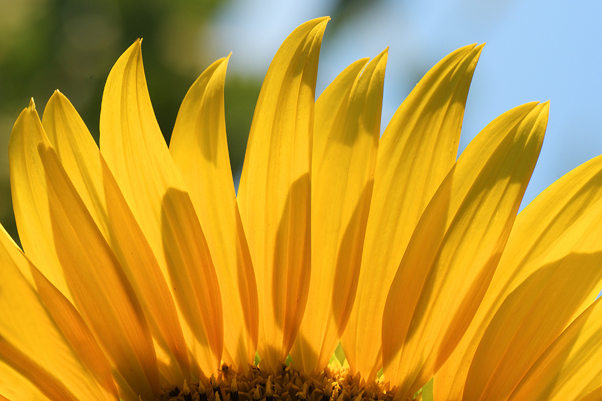 Sunflower (Helianthus annuus) (9)