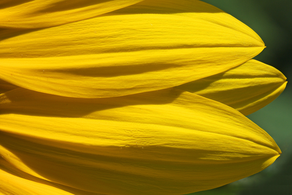 Sunflower (Helianthus annuus) (10)