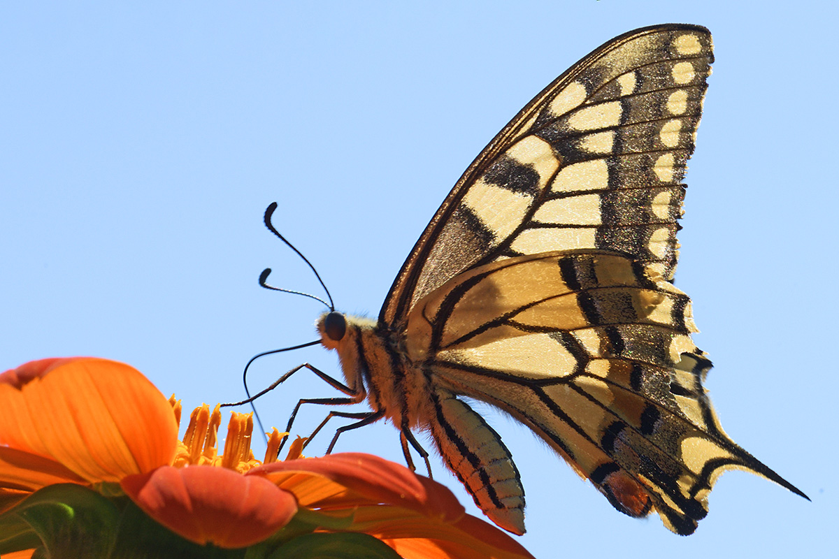 Old World Swallowtail Butterfly (Papilio machaon) (2)