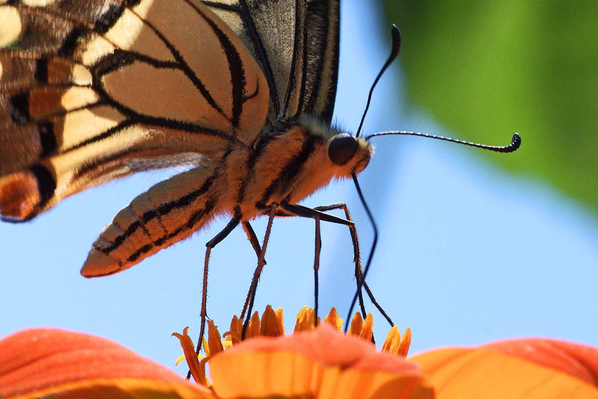 Old World Swallowtail Butterfly (Papilio machaon) (3)