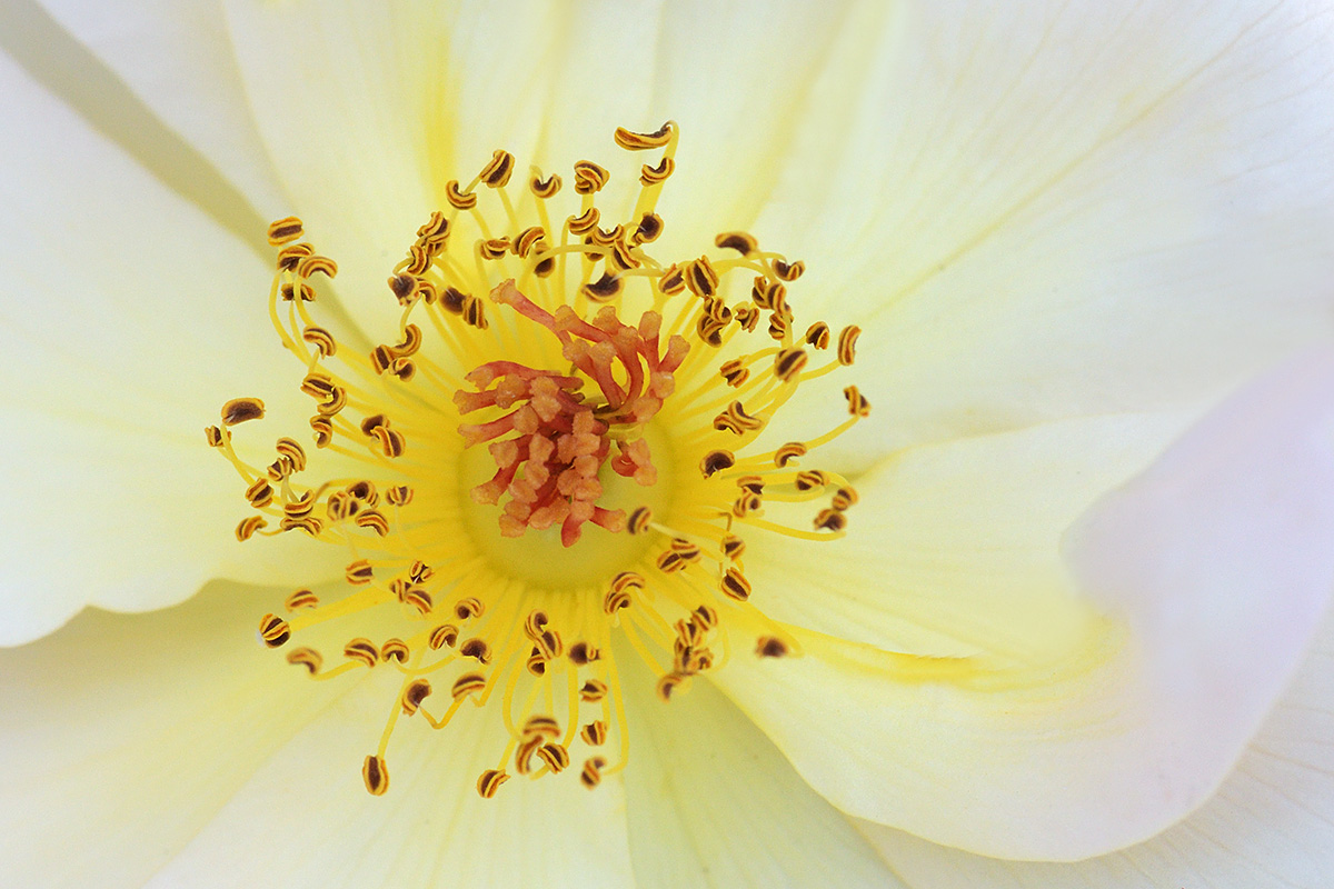 Center of a Rose Blossom (1)