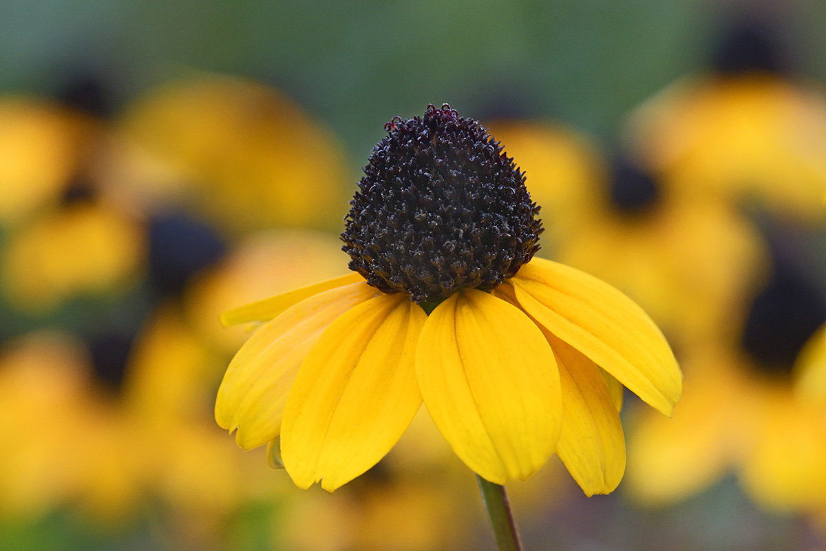 Brown-Eyed Susan (Rudbeckia triloba) (1)