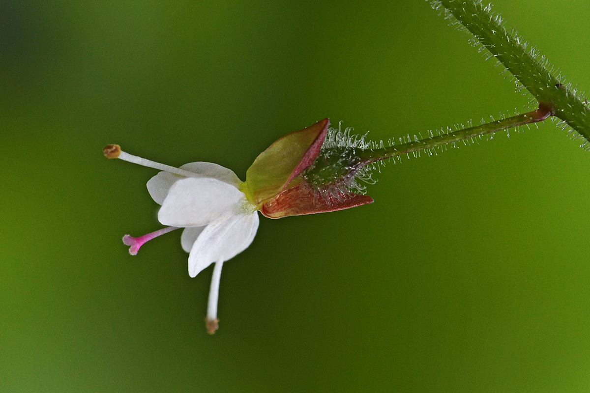 Broad-Leaved Enchanter’s Nightshade (Circaea lutetiana) (1)