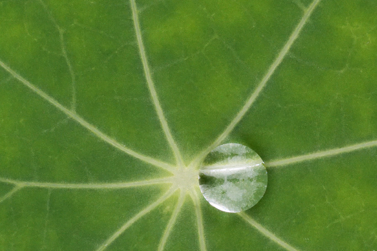 Garden Nasturtium (Tropaeolum majus) (3)