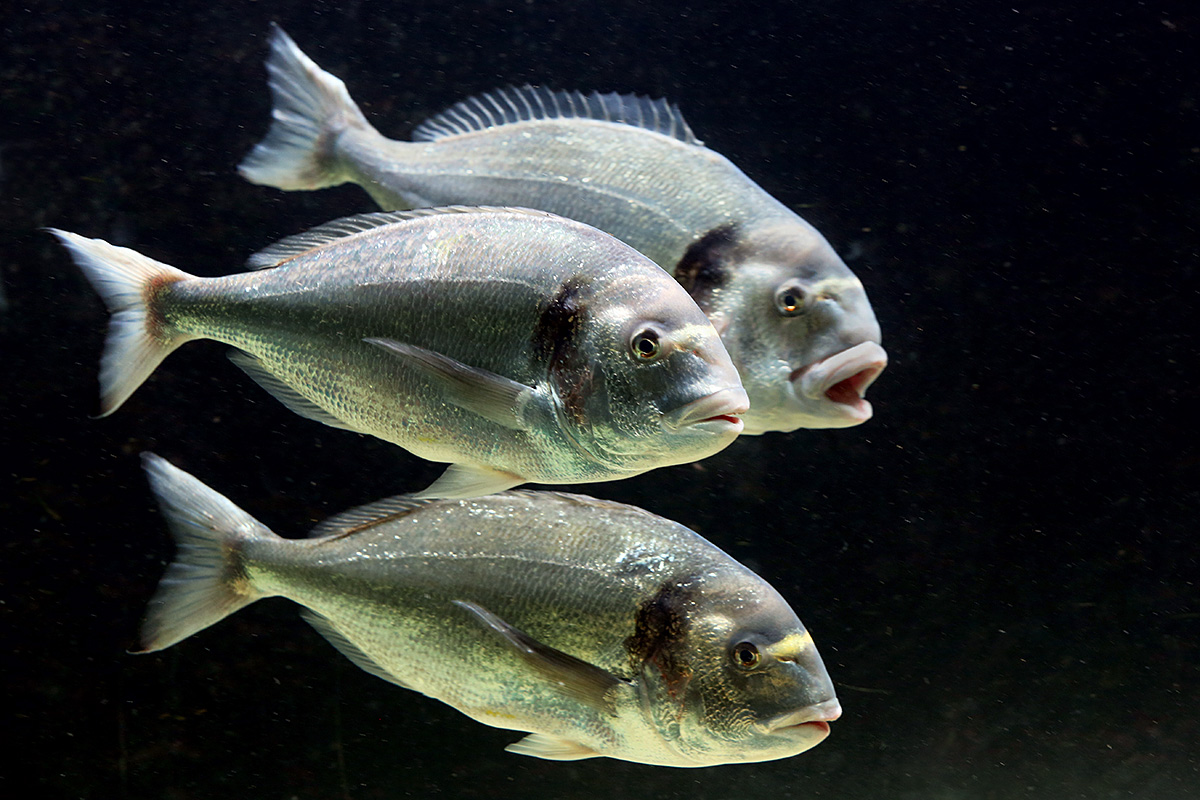 Gilthead Seabream (Sparus aurata) (1)